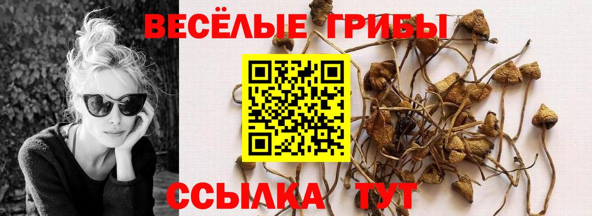 Галлюциногенные грибы прущие грибы  Вход с VPN  Истра  Псилоцибиновые грибы Psilocybine cubensis 
